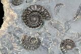 Ammonite (Promicroceras) Cluster -Somerset, England #86253-2